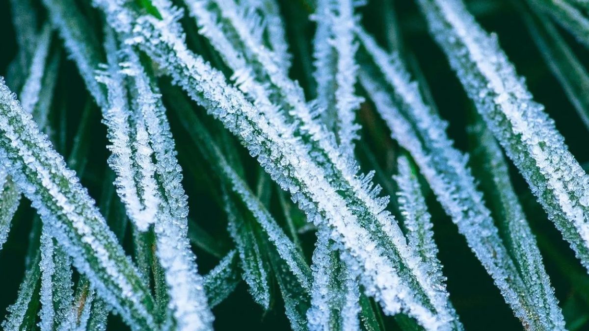 Чи будуть заморозки у червні Чи будуть заморозки у червні