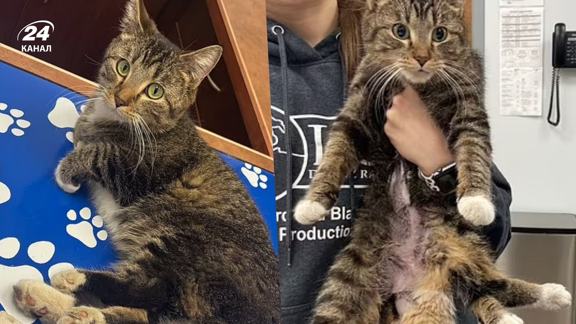 У Канаді знайшли кішку з 6 лапами У Канаді знайшли кішку з 6 лапами