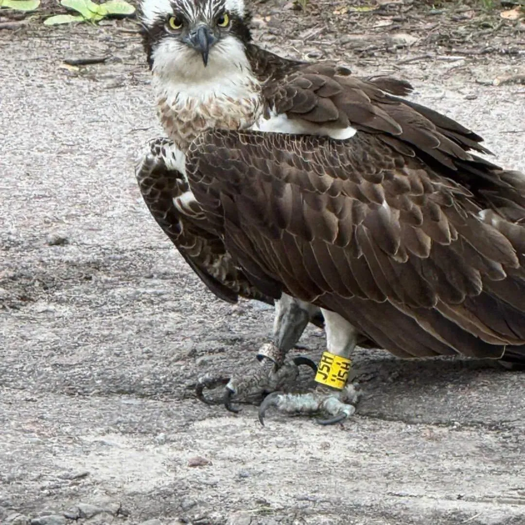 В Україні помітили рідкісного червонокнижного птаха В Україні помітили рідкісного червонокнижного птаха
