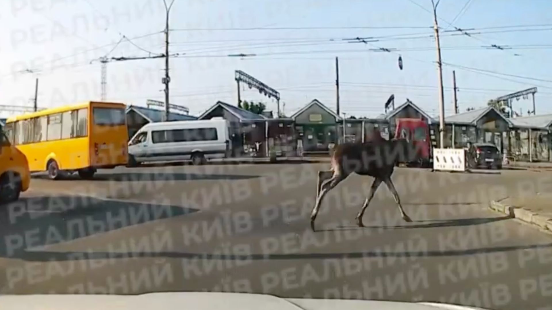 Вулицею Києва бігав лось Вулицею Києва бігав лось