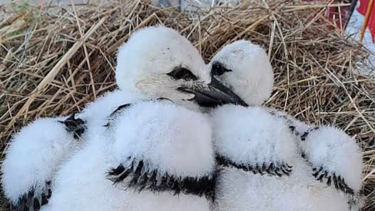 Пташеня лелеки, на ім'я Катруся тепер має зведеного братика Пташеня лелеки, на ім'я Катруся тепер має зведеного братика