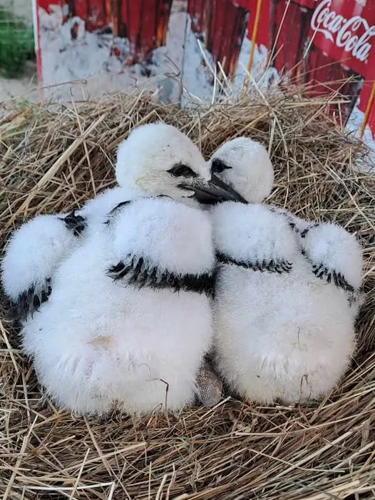 У Катрусі з'явився братик У Катрусі з'явився братик