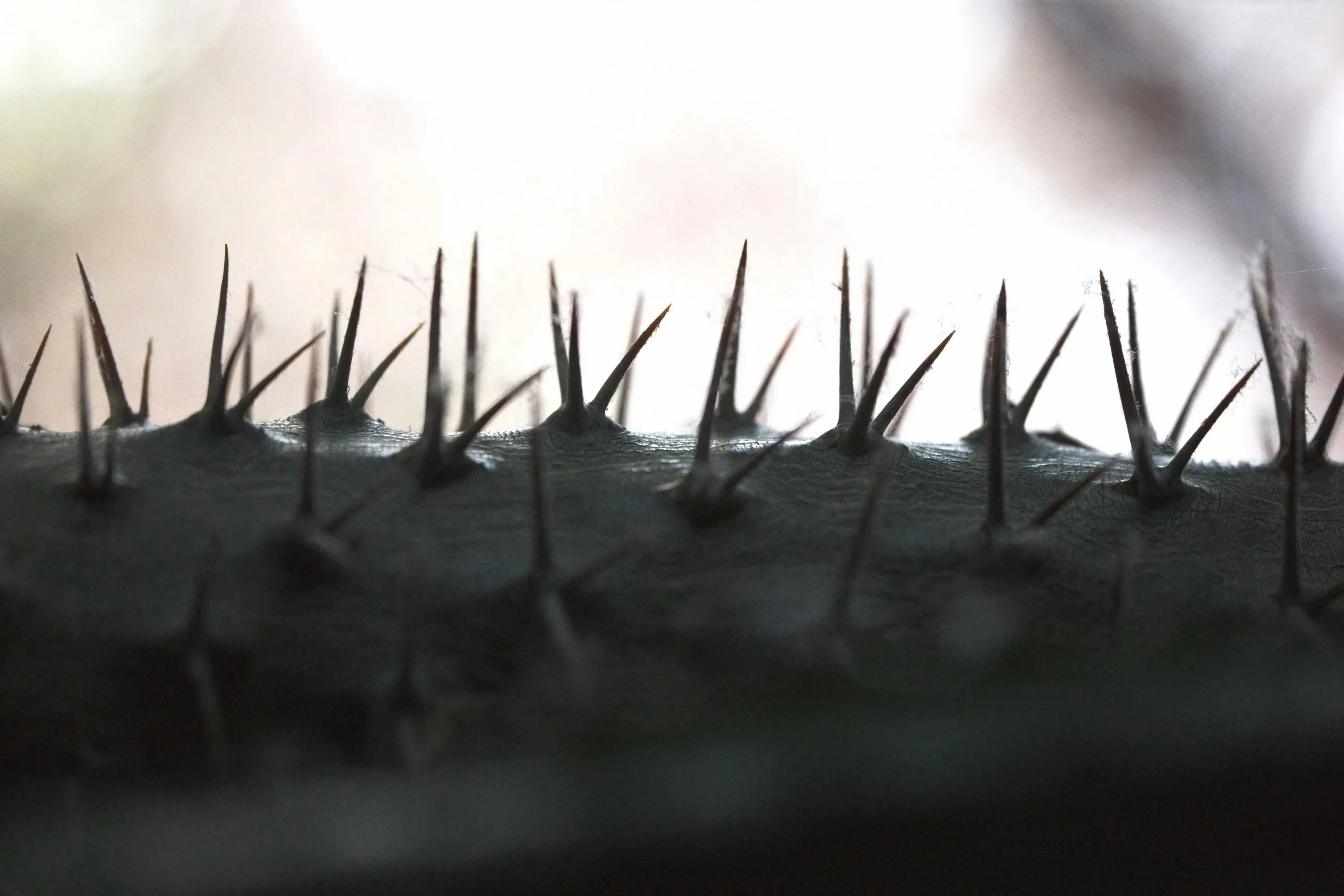 Від птахів добре допомагають металеві шипи
