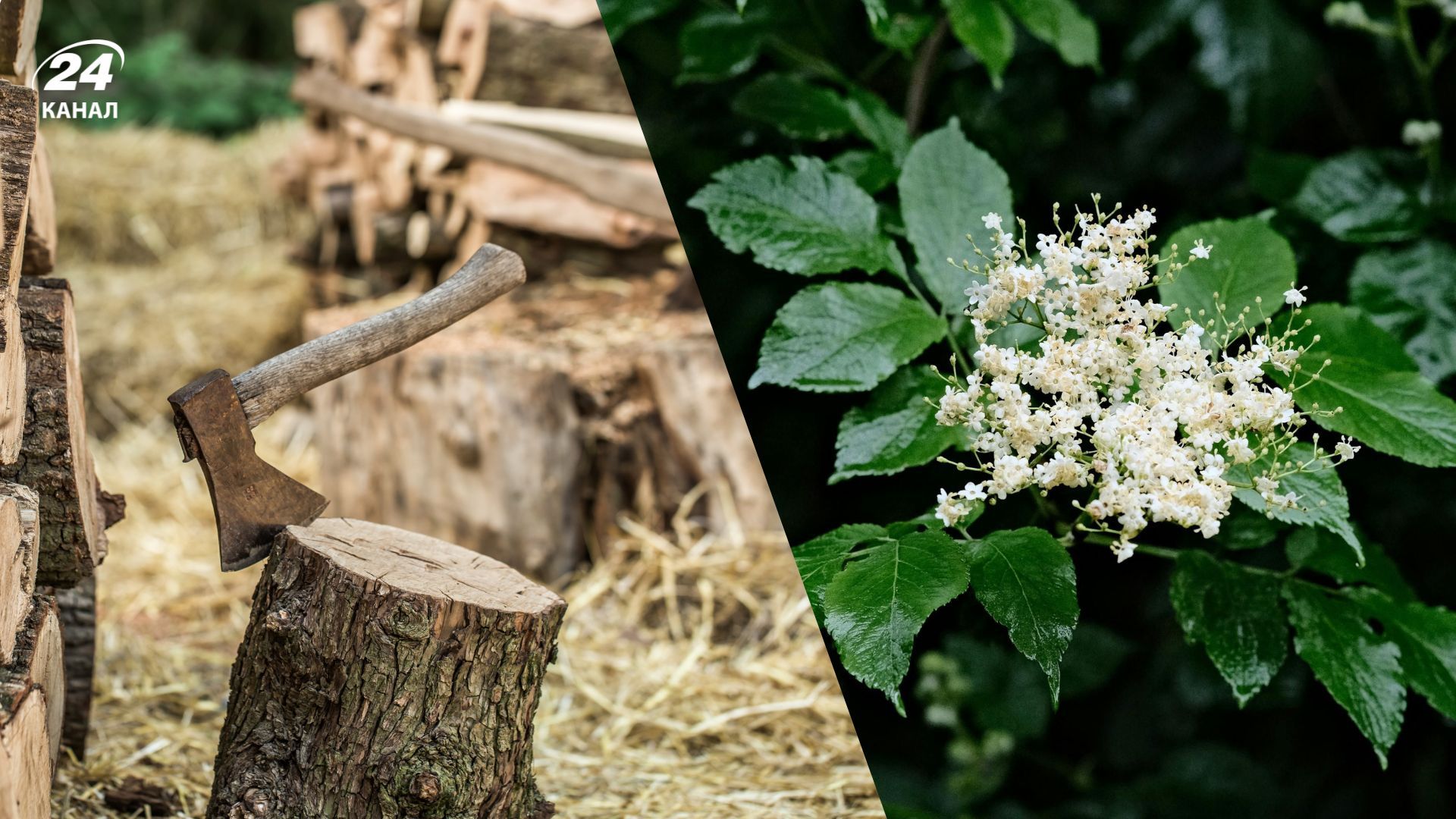 Чи можна рубати бузину Чи можна рубати бузину