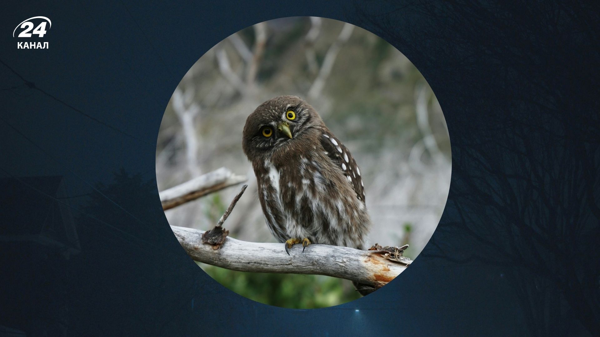 Умрет ли кто-то, если сова кричит ночью Умрет ли кто-то, если сова кричит ночью