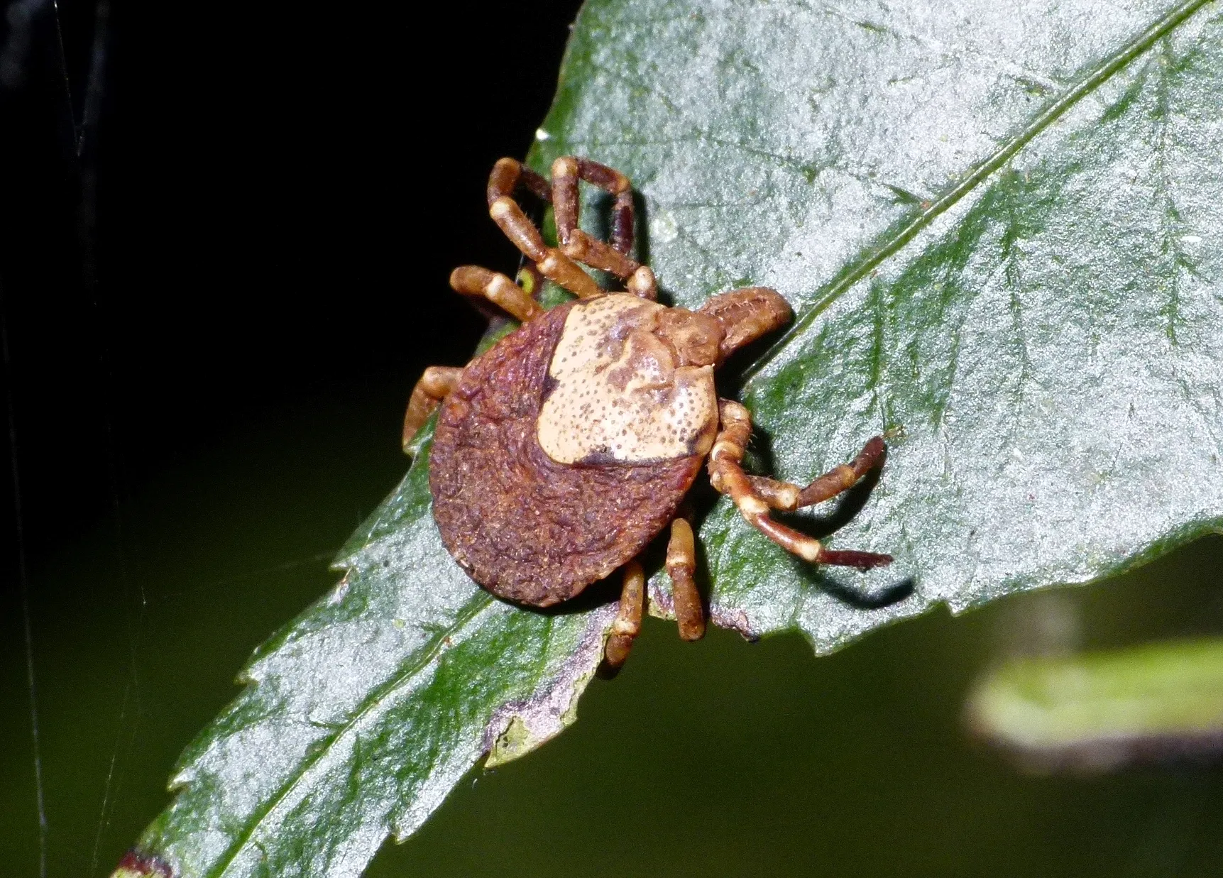 Іксодовий кліщ Іксодовий кліщ