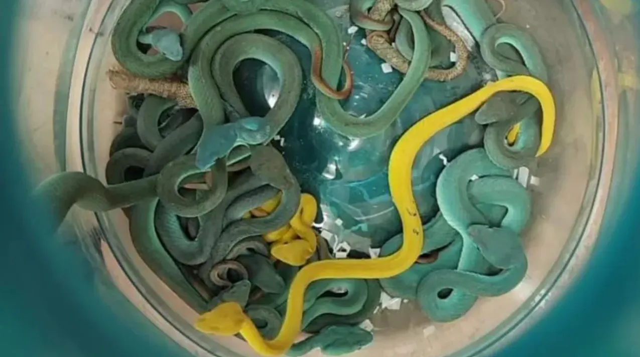 В аеропорті Мумбаї заарештували чоловіка з 47 отруйними зміями В аеропорті Мумбаї заарештували чоловіка з 47 отруйними зміями