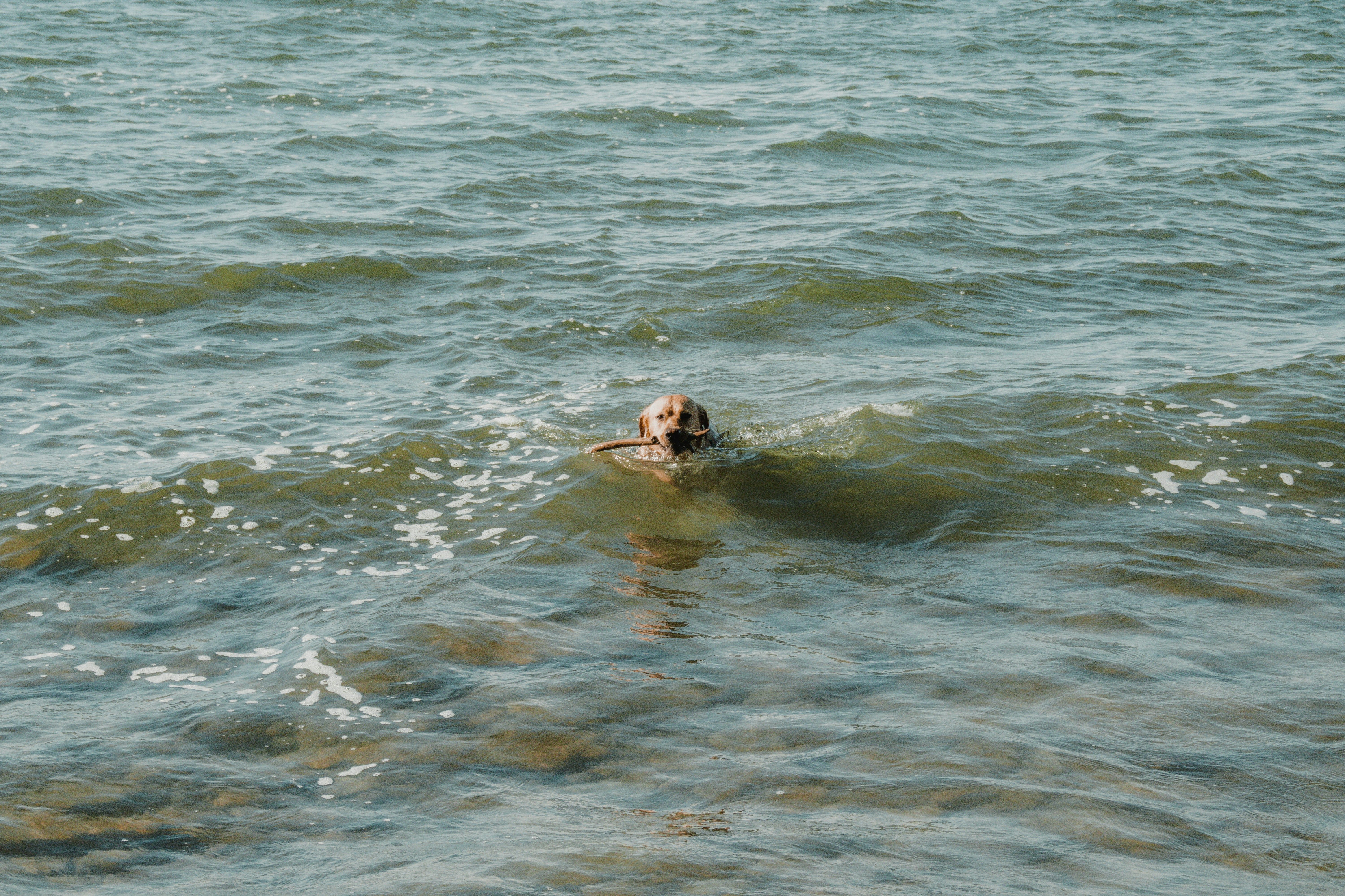 Собака преодолела более 160 километров из Катара в Британию, чтобы вернуться домой Собака преодолела более 160 километров из Катара в Британию, чтобы вернуться домой