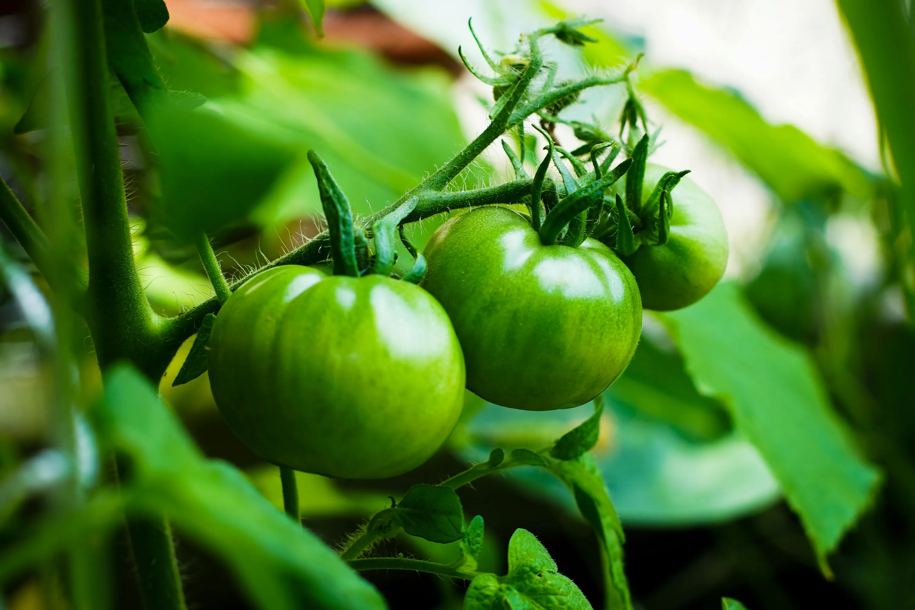 Листя може синіти через нестачу фосфору 