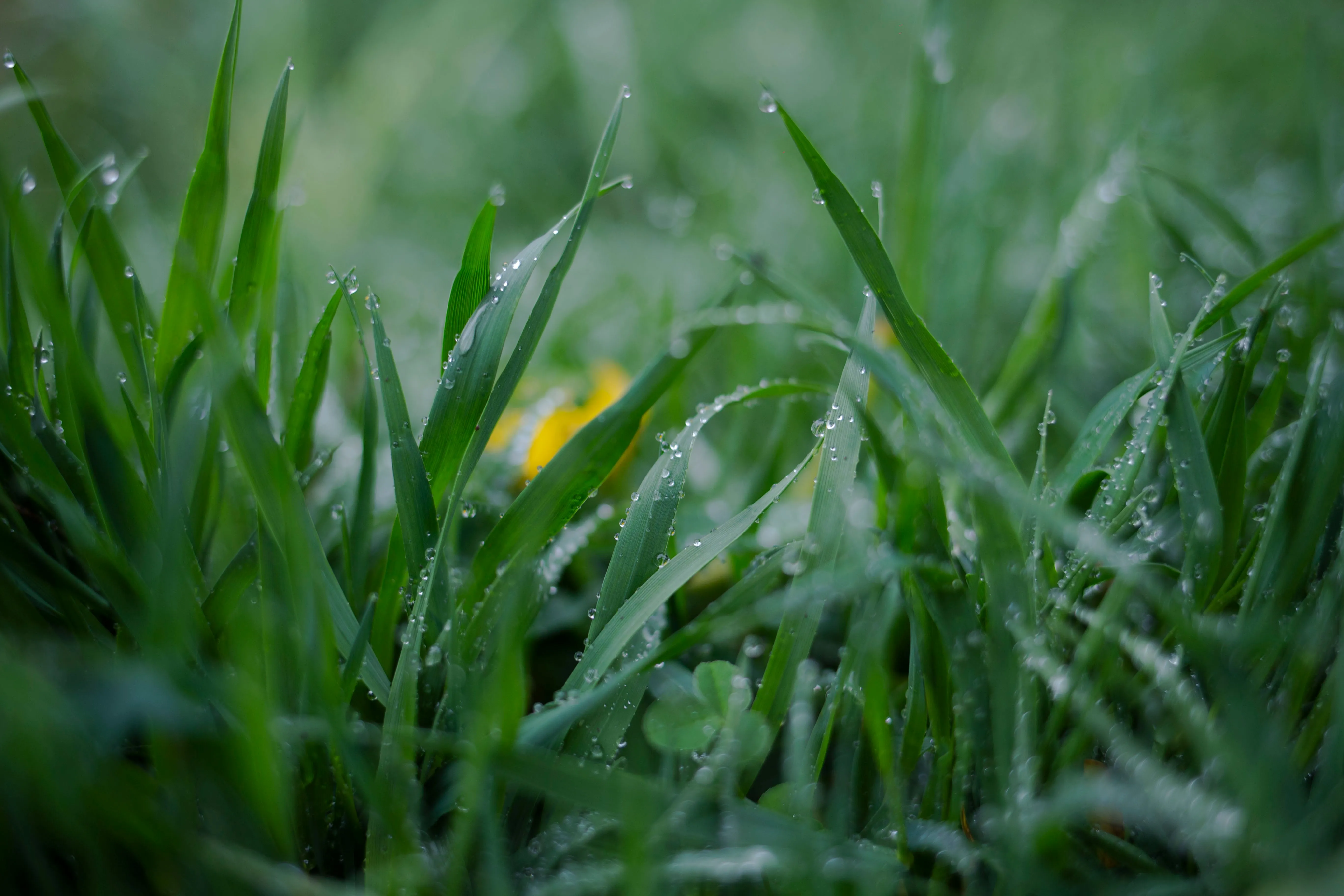 Запашна зелень Запашна зелень