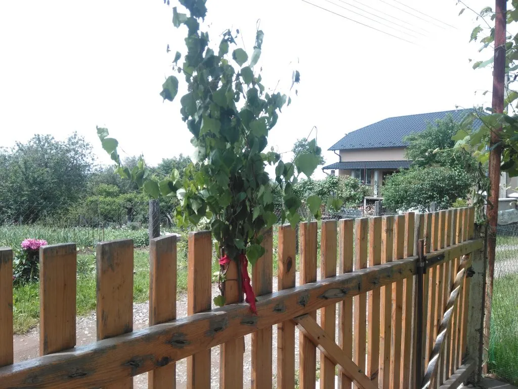 3 вида деревьев, которыми нельзя украшать дом 3 вида деревьев, которыми нельзя украшать дом