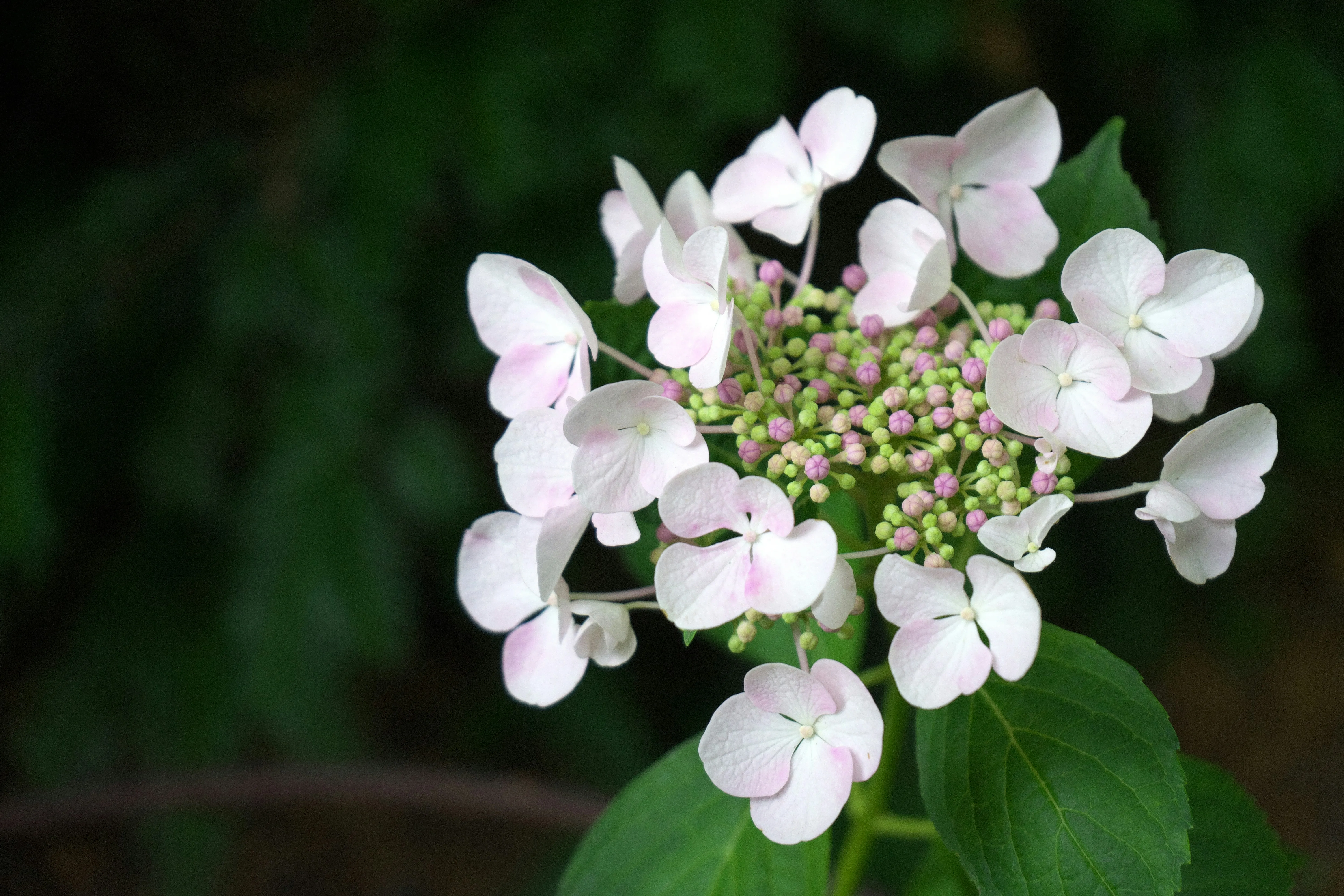 Гортензия Гортензия