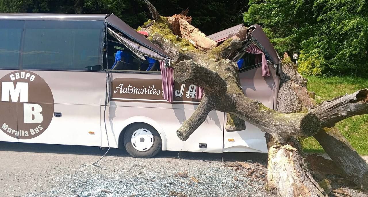 Дуб упал на автобус на Львовщине Дуб упал на автобус на Львовщине