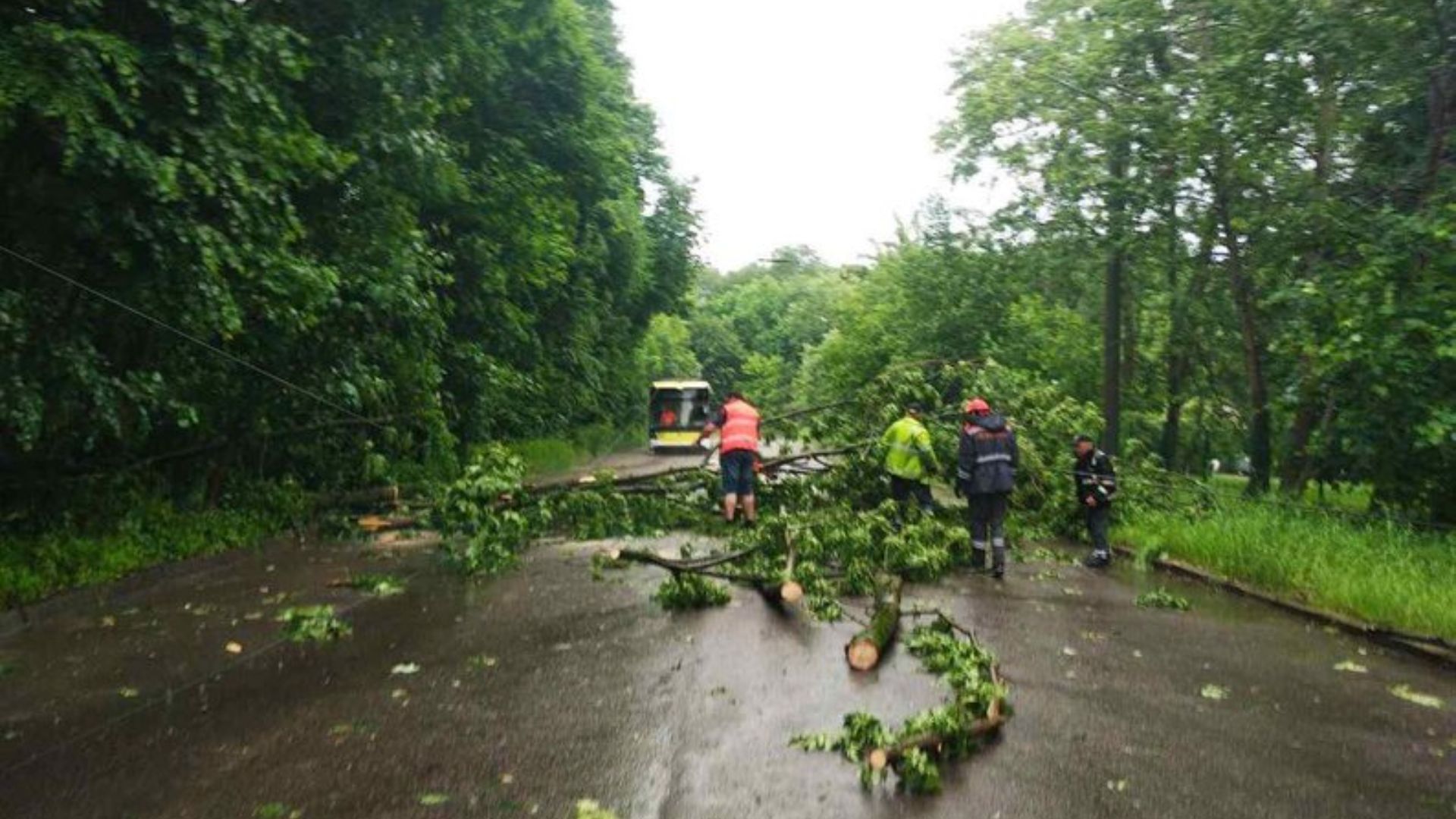 У Львові через негоду попадали дерева У Львові через негоду попадали дерева