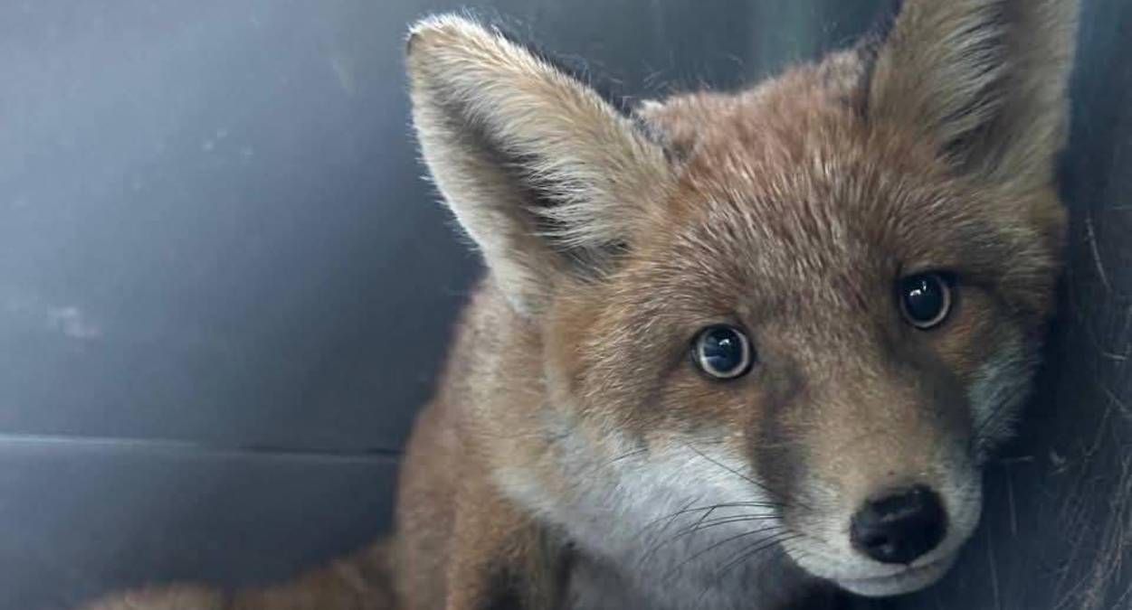 Лисеня, яке знайшли у Львові Лисеня, яке знайшли у Львові