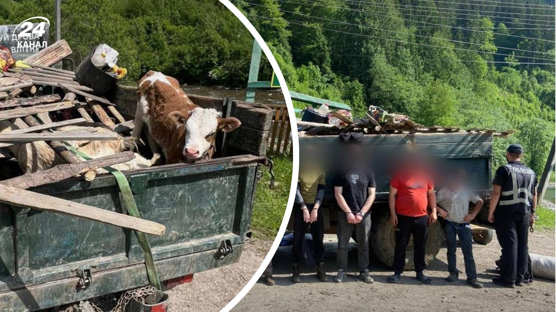 Чоловіки намагалися потрапити в Румунію під виглядом випасу худоби Чоловіки намагалися потрапити в Румунію під виглядом випасу худоби