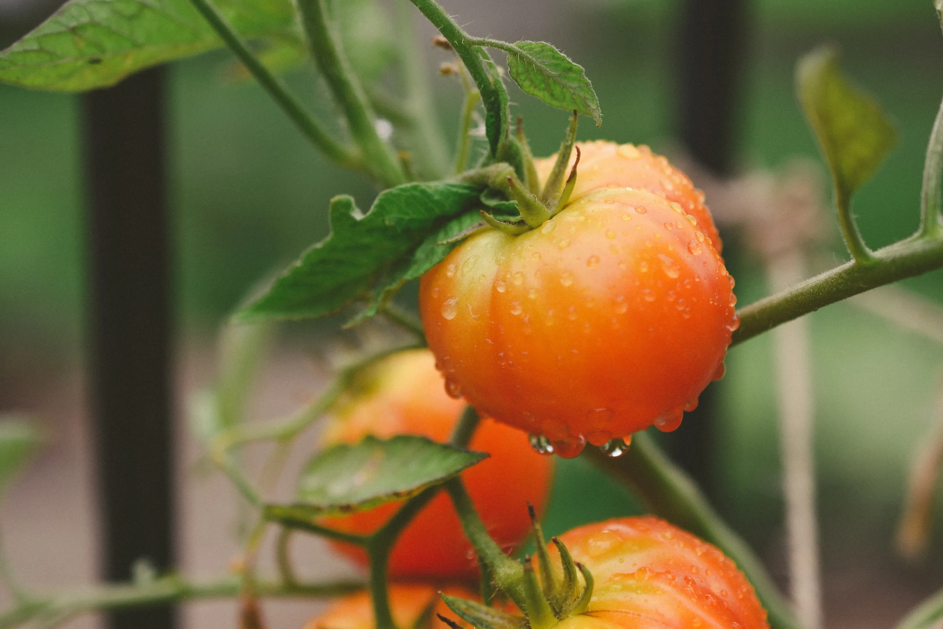 Почему помидоры чернеют и как этого избежать