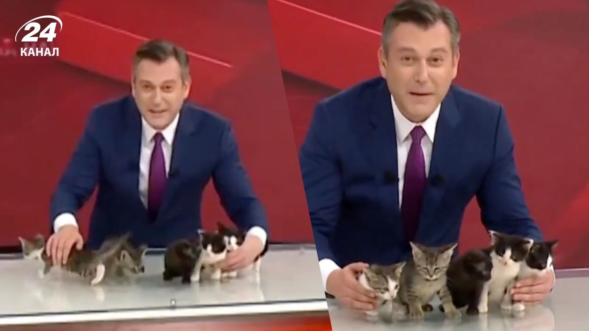 В Турции прямо в эфире новостей на одном из телеканалов показали котят В Турции прямо в эфире новостей на одном из телеканалов показали котят