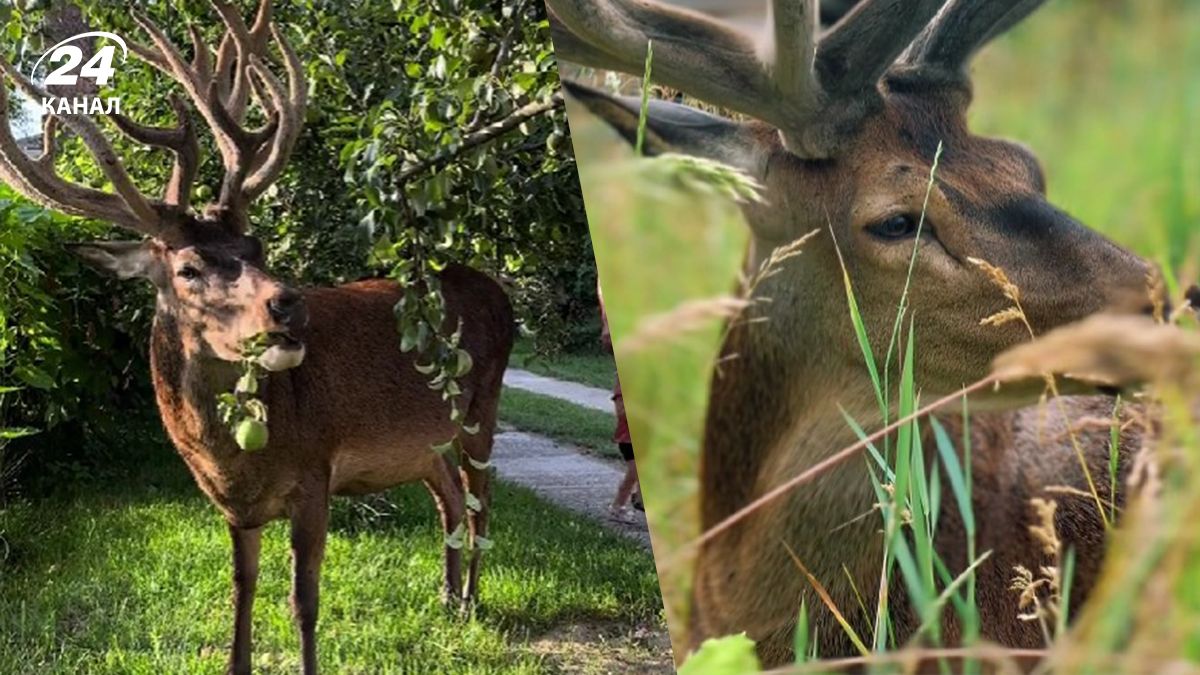 На Рівненщині жінка подружилась з оленем - він став зіркою соцмереж На Рівненщині жінка подружилась з оленем - він став зіркою соцмереж