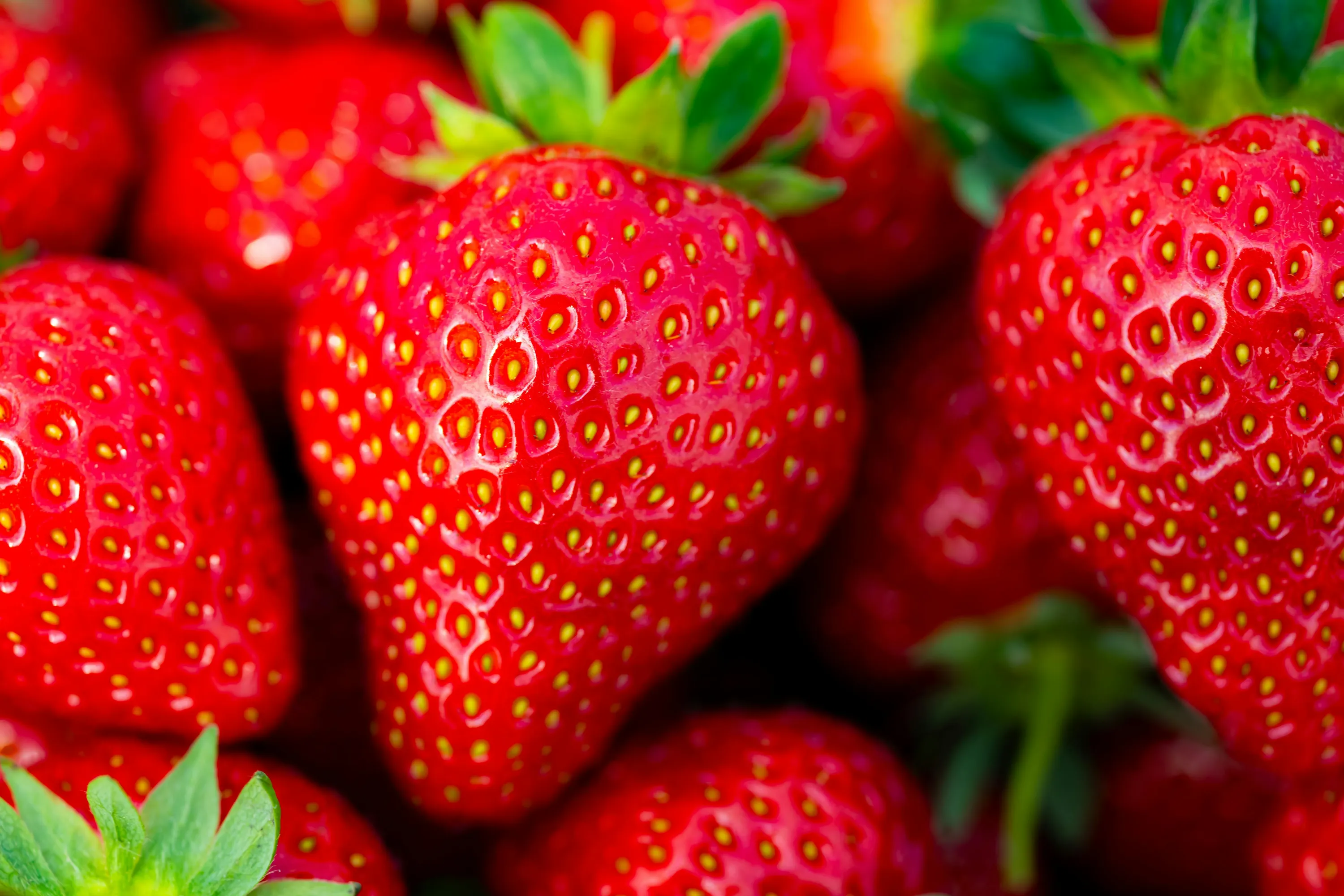 Поради, які допоможуть врятувати полуницю від гнилі 