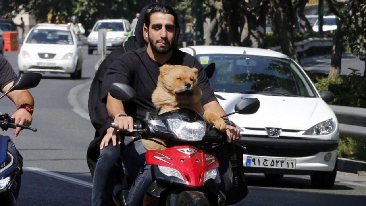 Мужчина с собакой на мопеде в Иране Мужчина с собакой на мопеде в Иране