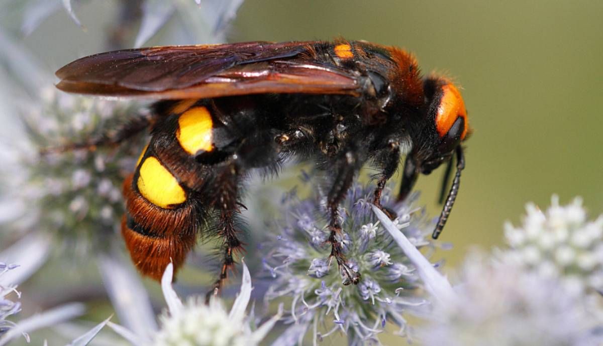 Найбільші оси Європи атакували Україну: експерт розповів, чи варто боятися їх людям - 24 Канал Найбільші оси Європи атакували Україну: експерт розповів, чи варто боятися їх людям - 24 Канал