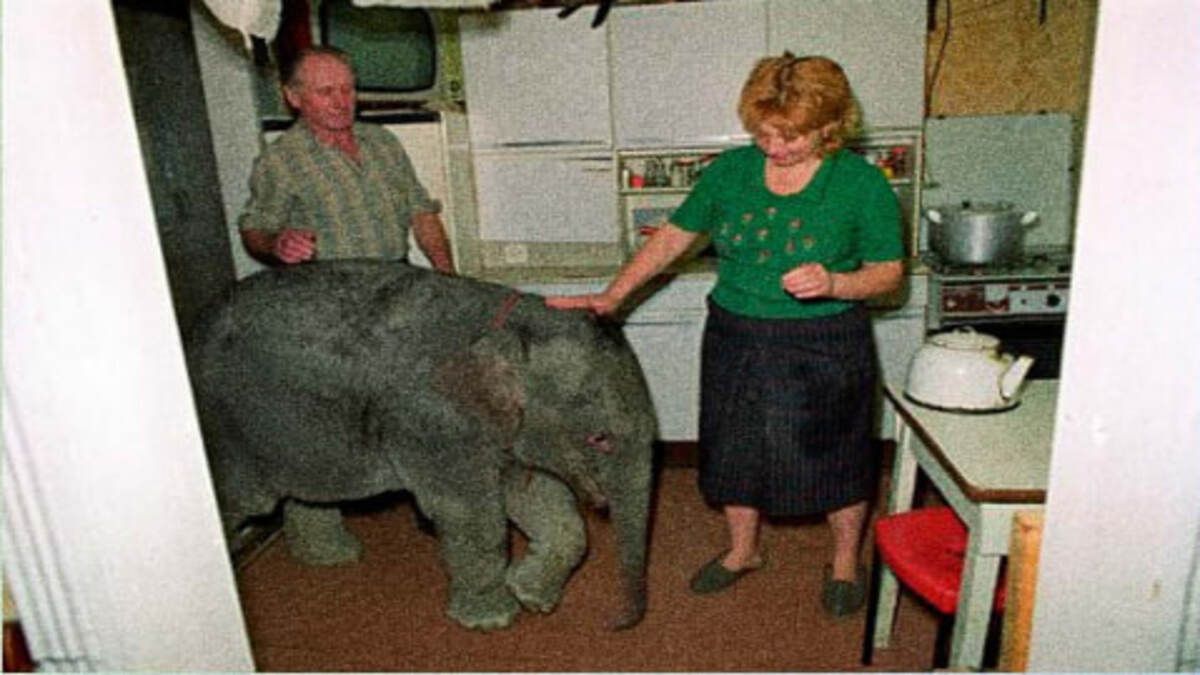 В одеській однокімнатній квартирі жив слон В одеській однокімнатній квартирі жив слон