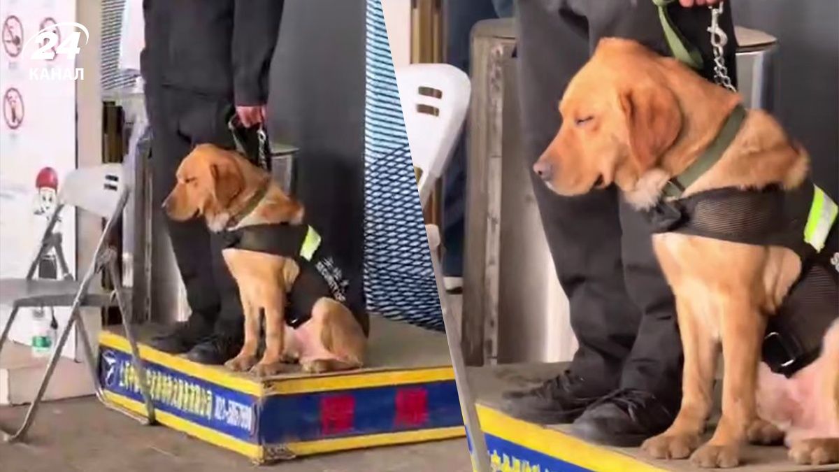 Лабрадор в аеропорту Китаю задрімав на посту огляду багажу Лабрадор в аеропорту Китаю задрімав на посту огляду багажу