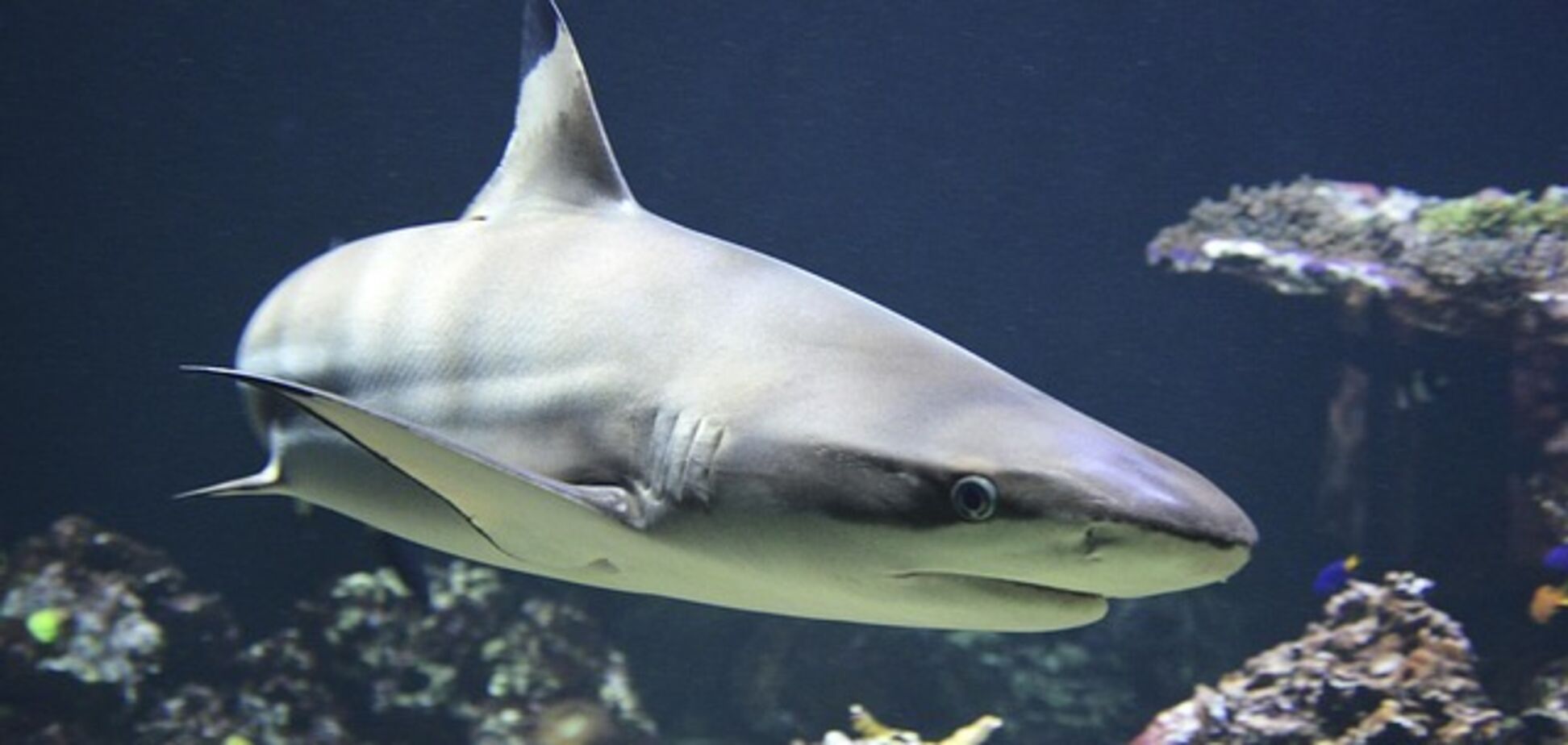 Біля берегів США помітили найбільшу акулу - чи становить вона небезпеку для людей Біля берегів США помітили найбільшу акулу - чи становить вона небезпеку для людей