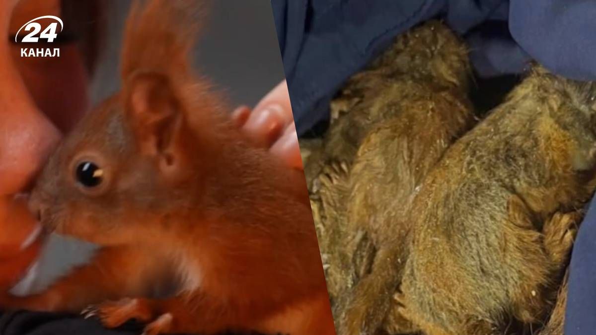 Білка Марс Білка Марс