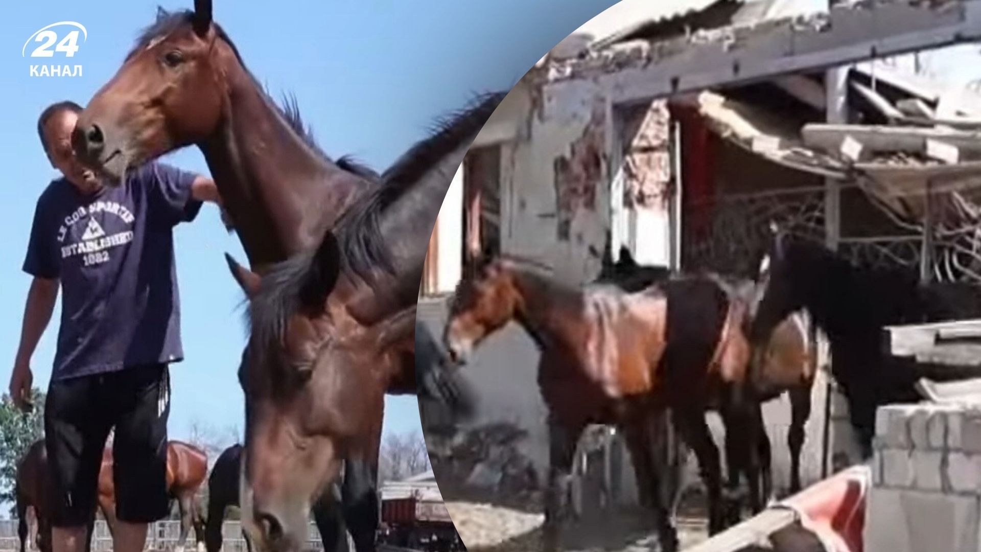 Ферма в Старому Салтові потребує допомоги Ферма в Старому Салтові потребує допомоги