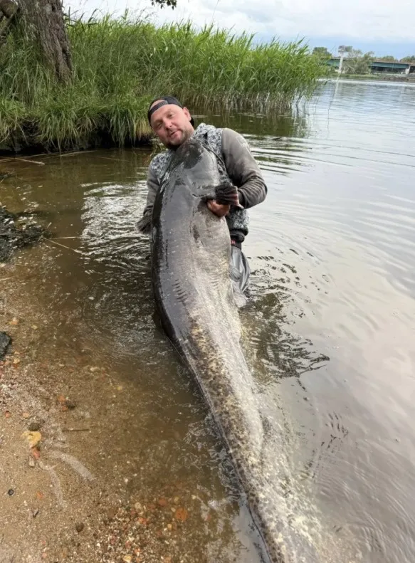 Поляк поймал гигантского сома в реке Одры Поляк поймал гигантского сома в реке Одры