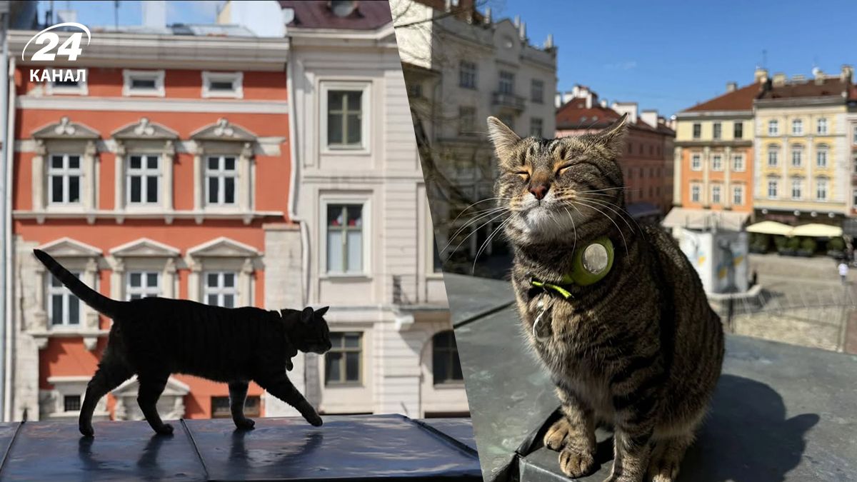 Скільки заробляє кіт Левчик - котячий мер Львова Скільки заробляє кіт Левчик - котячий мер Львова