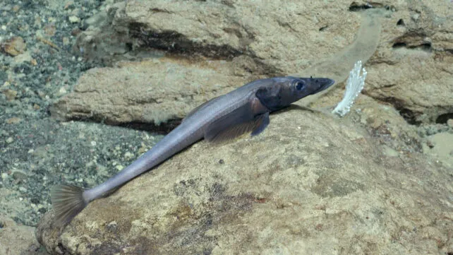 Akarotaxis aff. gouldae