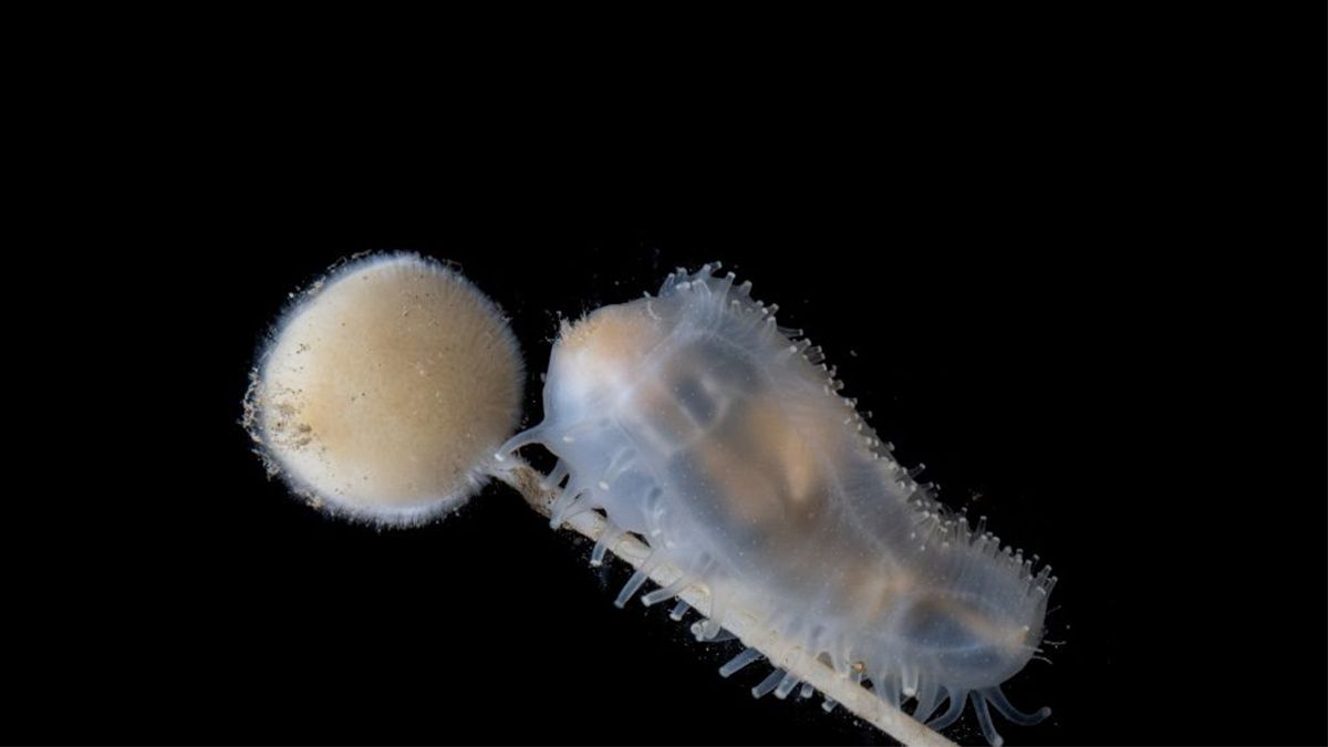 Экспедиция открыла новые виды животных, включая голожаберных моллюсков и рыбу-дракона Экспедиция открыла новые виды животных, включая голожаберных моллюсков и рыбу-дракона