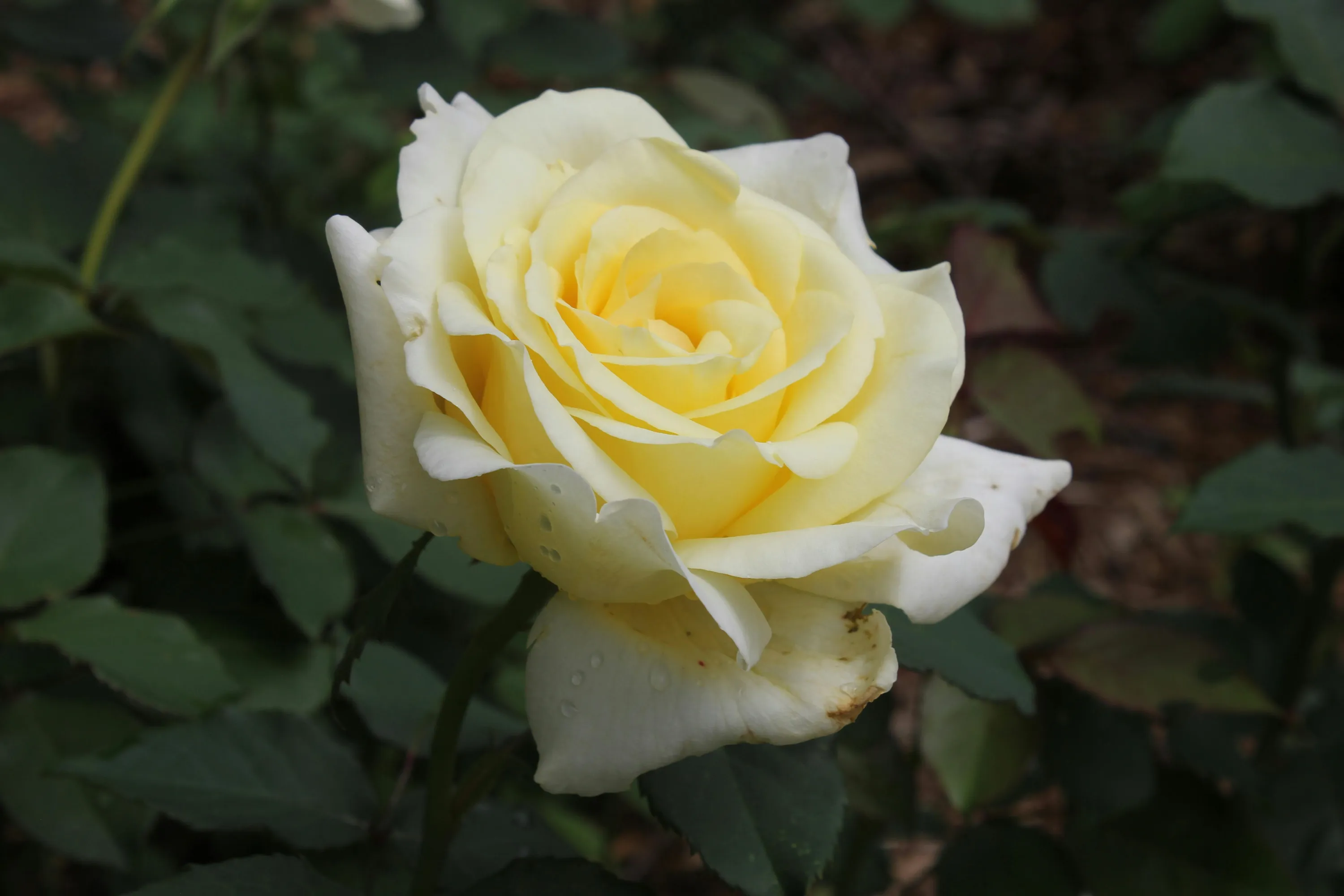 Зів'ялі квіти потрібно обрізати