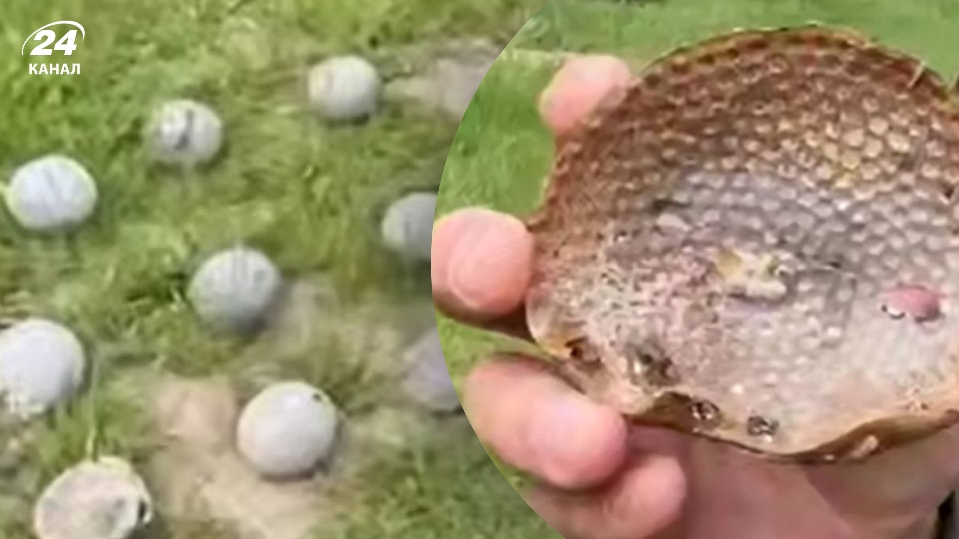 Опасные шарики находят в Киеве Опасные шарики находят в Киеве