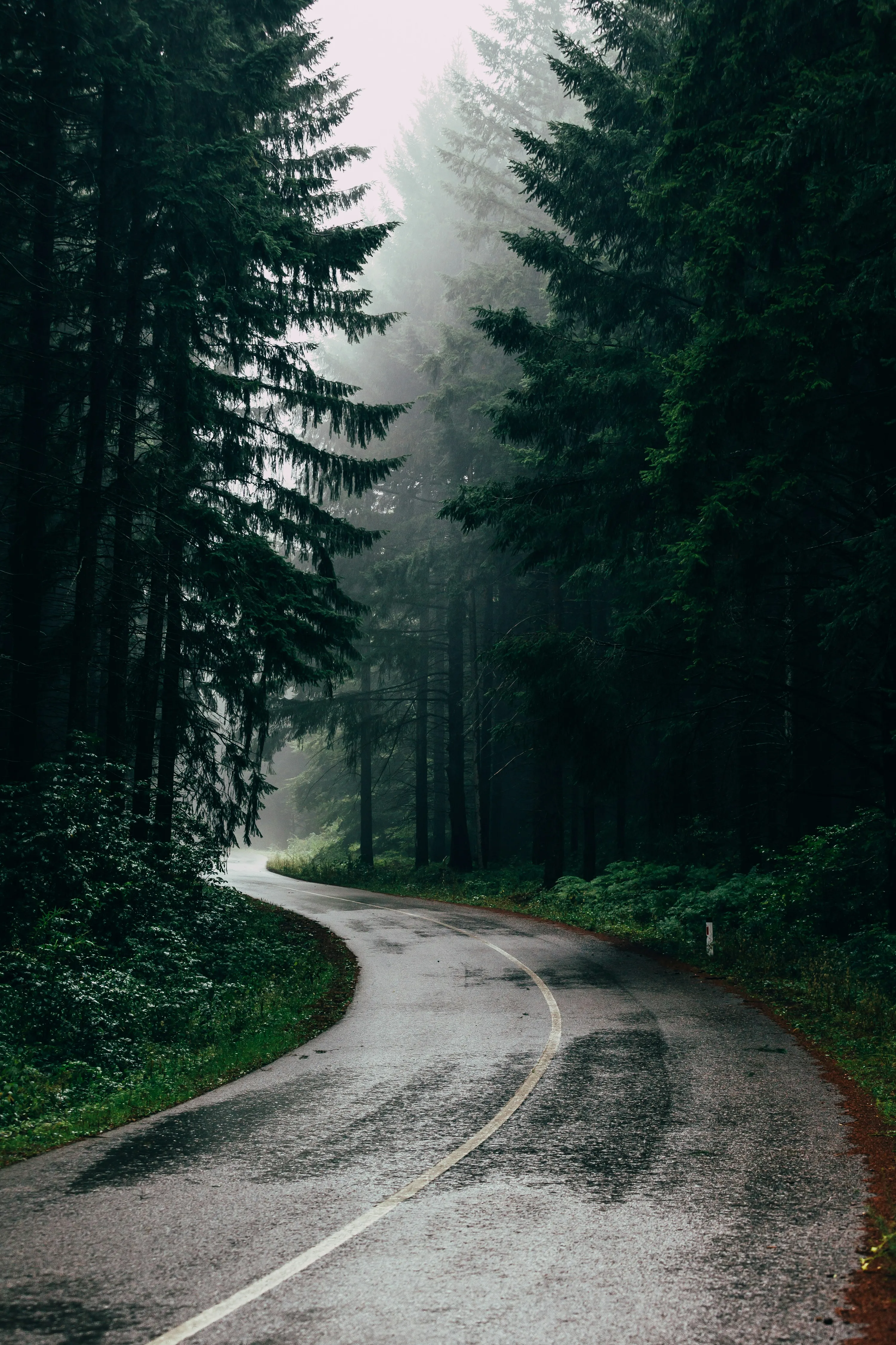 Не ходіть в ліс після заходу сонця Не ходіть в ліс після заходу сонця