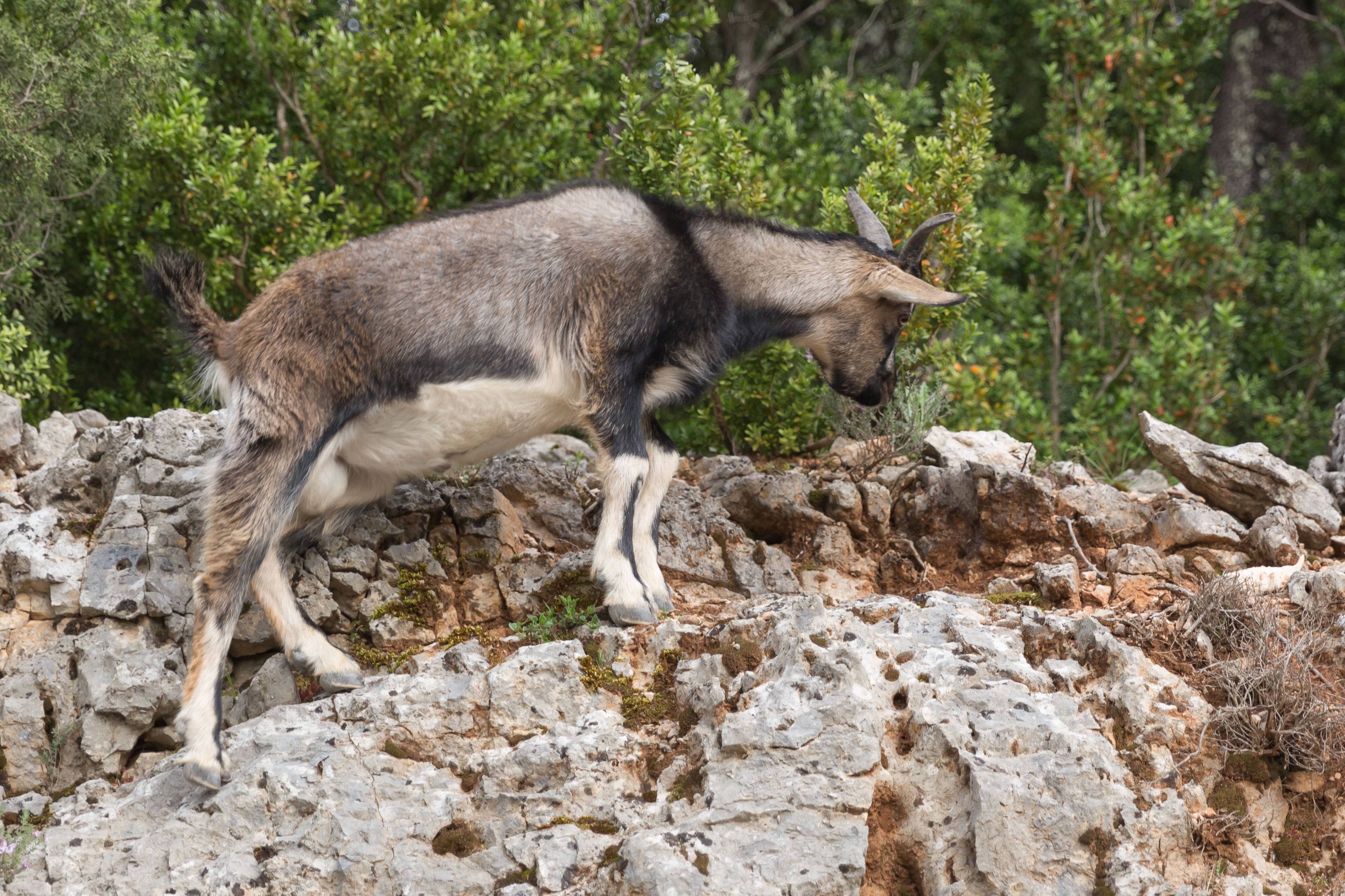 Дикая коза в горах Дикая коза в горах