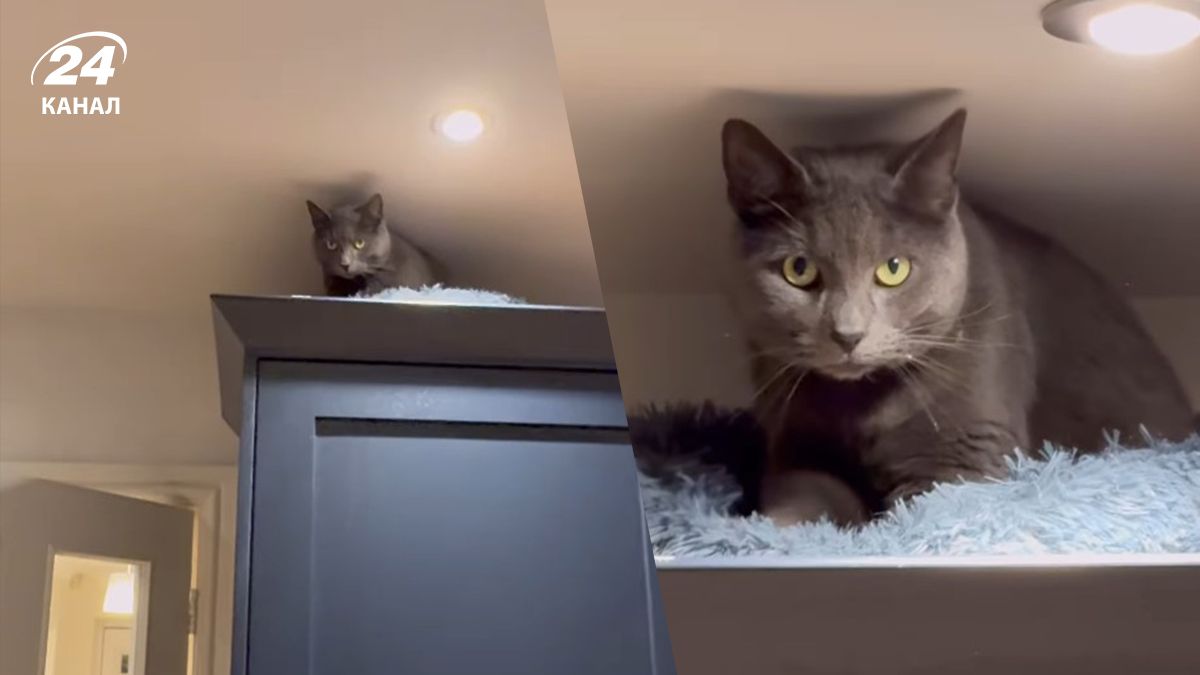 Хозяева пытались отучить кота сидеть на холодильнике - но что-то пошло не так Хозяева пытались отучить кота сидеть на холодильнике - но что-то пошло не так