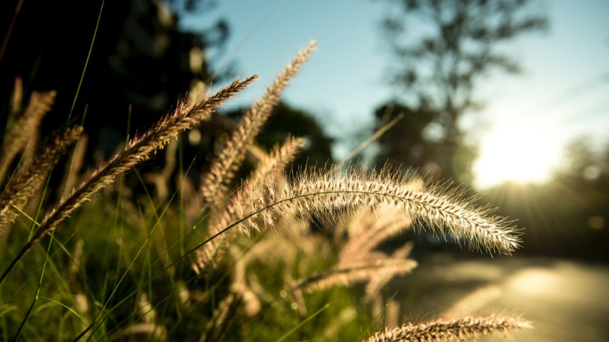 Запреты на летнее солнцестояние 2025