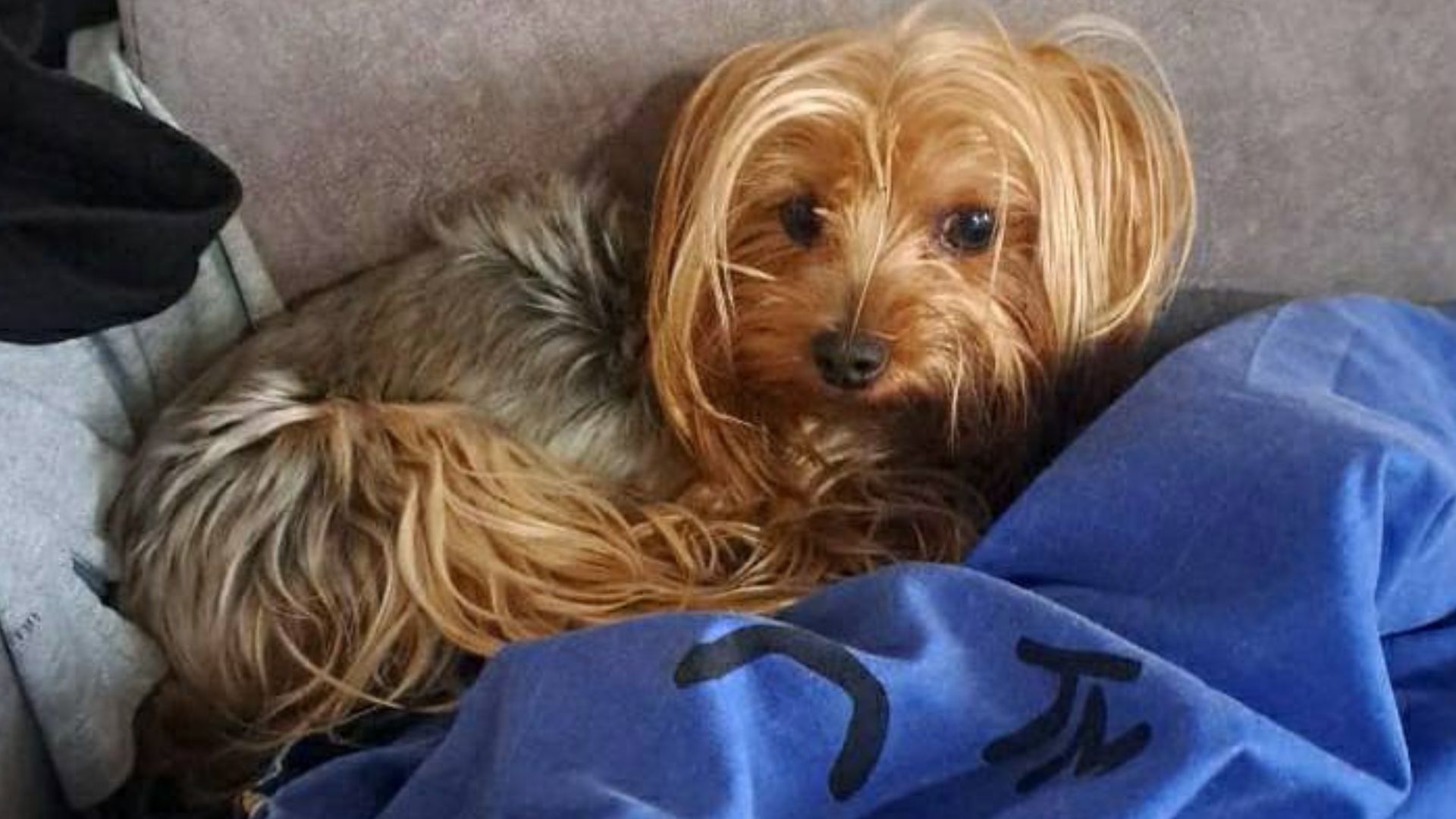 Собака, которая спасла парня во время обстрела Киева 17 июня Собака, которая спасла парня во время обстрела Киева 17 июня