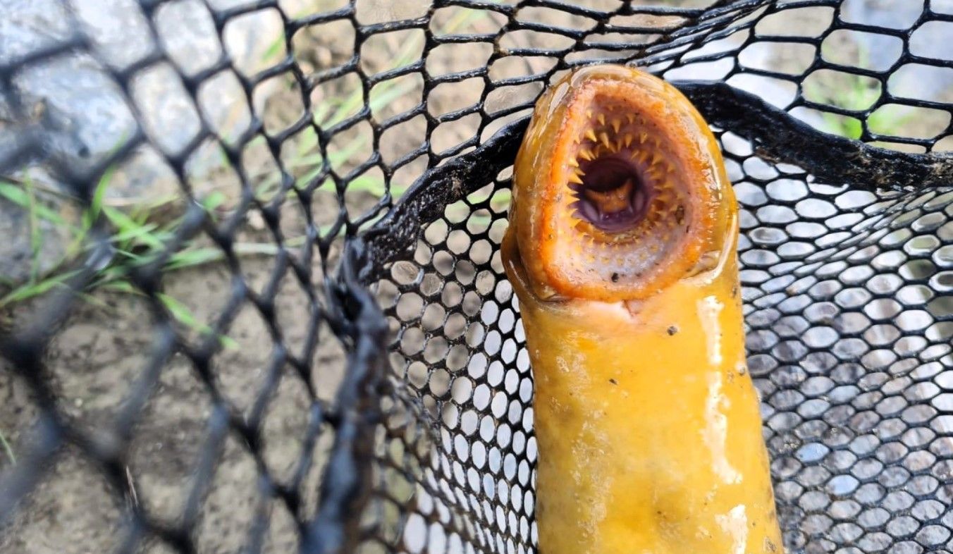 В Германии мужчина случайно поймал миногу - фото В Германии мужчина случайно поймал миногу - фото