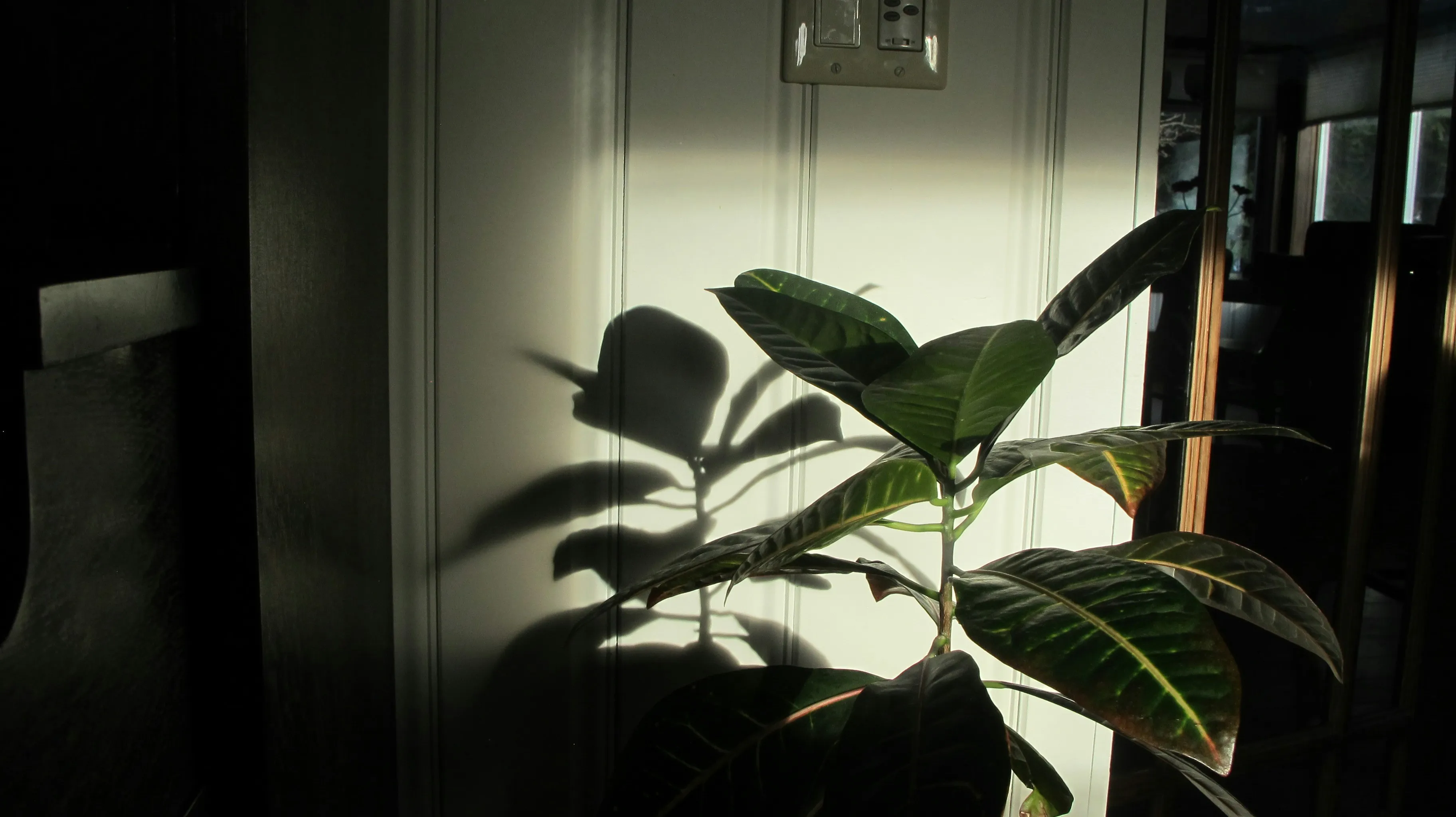 Как фикусы охлаждают помещение Как фикусы охлаждают помещение