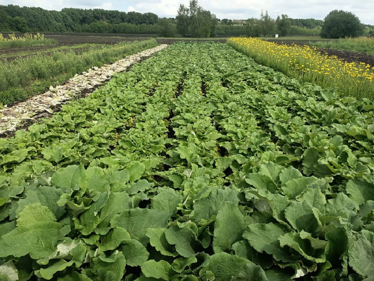 Селекционеры вывели съедобный лопух Селекционеры вывели съедобный лопух