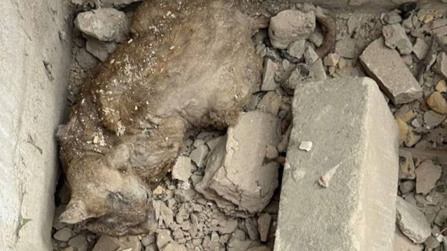 В Киеве из-под завалов спасли кота В Киеве из-под завалов спасли кота