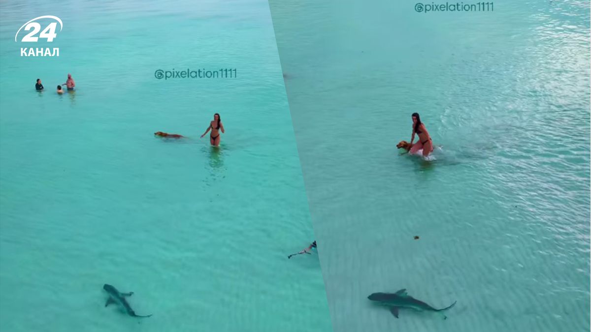 Жінка врятувала свого собаку від нападу акули на узбережжі Жінка врятувала свого собаку від нападу акули на узбережжі