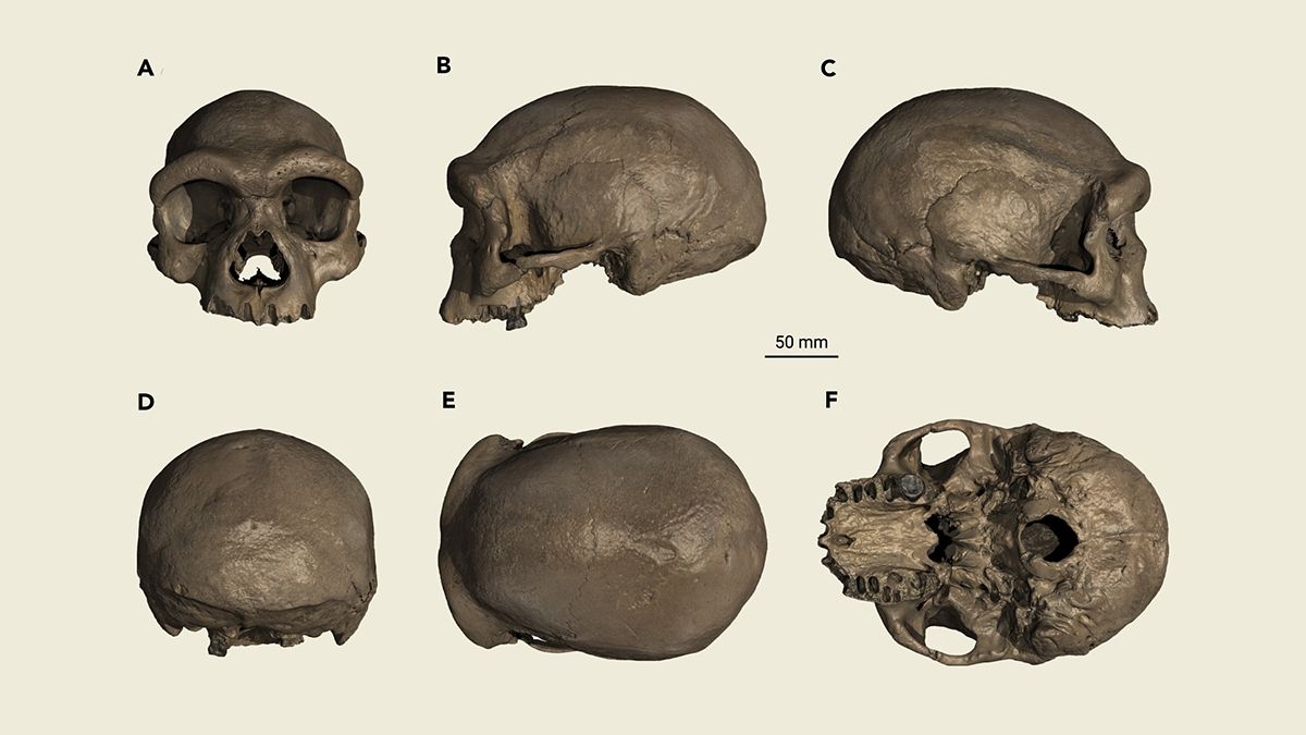 Ученые подтвердили что череп из Китая возрастом 146 тысяч лет принадлежит денисовцу