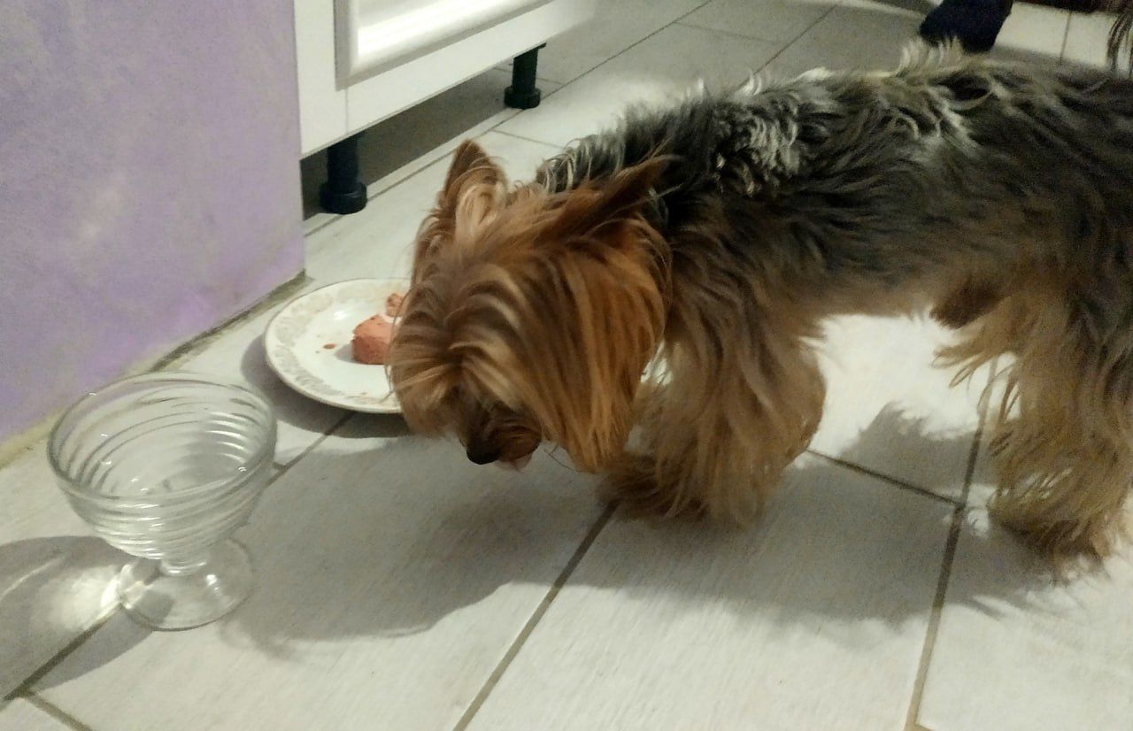 Собака Ричард, который спас хозяина Собака Ричард, который спас хозяина