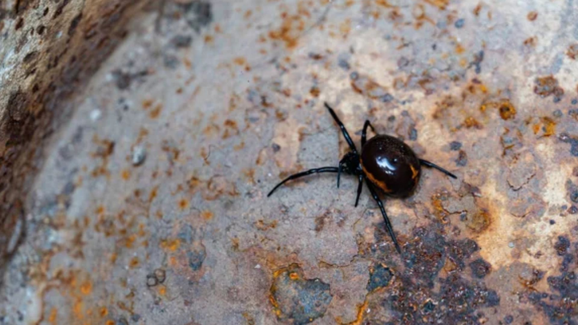 Отруйних павуків помітили в Україні Отруйних павуків помітили в Україні